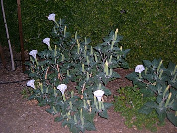 DSCF3139.JPG