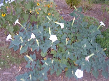 DSCF3204.JPG
