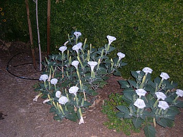 DSCF3209.JPG