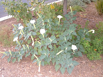 DSCF3210.JPG