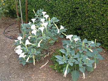 DSCF3212.JPG