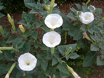DSCF3215.JPG