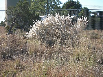 DSCN0270.jpg