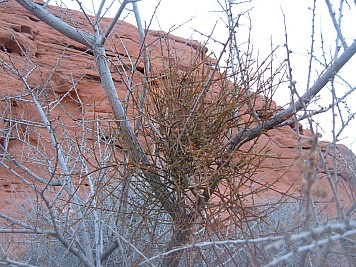 DSCF3517.JPG