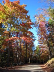 Fall Colors