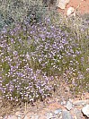 DSCF1783.jpg