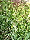 DSCF1790.jpg