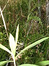 DSCF1791.jpg
