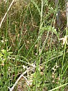 DSCF1792.jpg