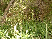 DSCF1794.jpg