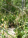 DSCF1797.jpg