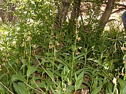 DSCF1801.jpg