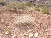 DSCF1808.jpg