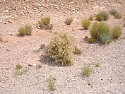 DSCF1809.jpg